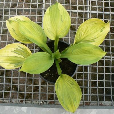 Hosta 'Boracay'